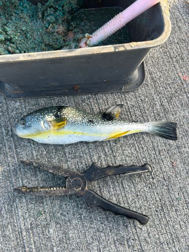ゴマフグの釣果