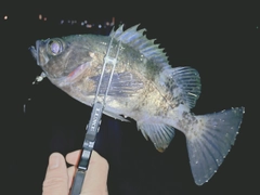 クロメバルの釣果