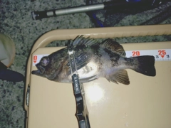 クロメバルの釣果