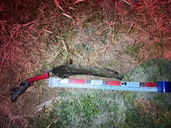 ニホンナマズの釣果