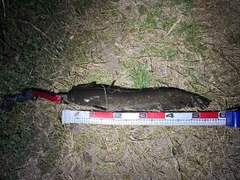 ニホンナマズの釣果