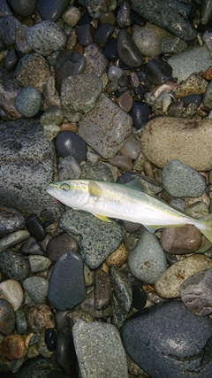 コズクラの釣果