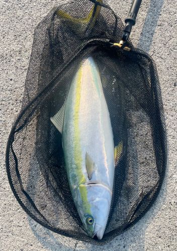 ブリの釣果
