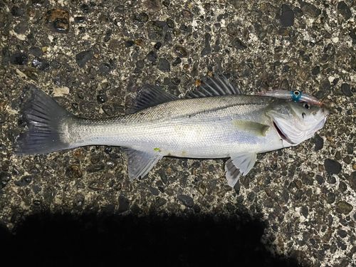 セイゴ（マルスズキ）の釣果