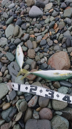 フクラギの釣果