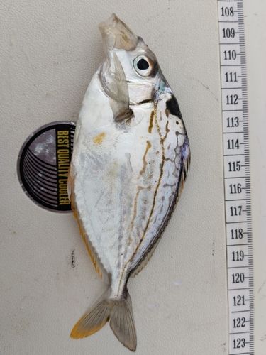 ヒイラギの釣果