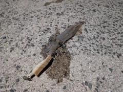 ヤリイカの釣果