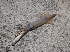 ヤリイカの釣果