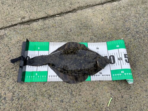 クロガレイの釣果