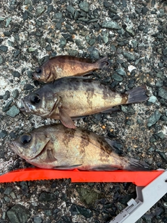 メバルの釣果
