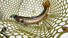 ヤマトイワナの釣果