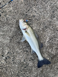 セイゴ（マルスズキ）の釣果