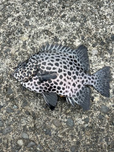 イシガキダイの釣果