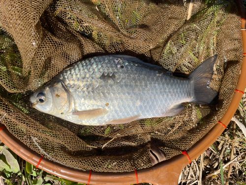 マブナの釣果
