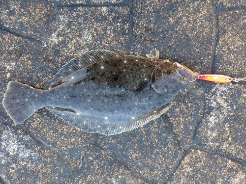 ソゲの釣果