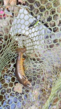 ヤマトイワナの釣果