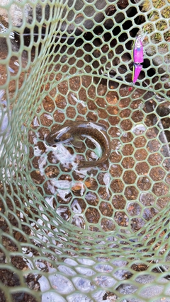 ヤマトイワナの釣果