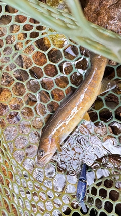ヤマトイワナの釣果