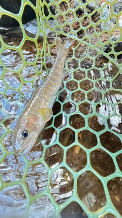 ヤマトイワナの釣果