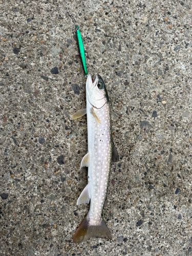 アメマスの釣果