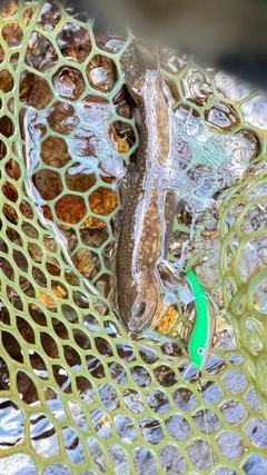 ヤマトイワナの釣果