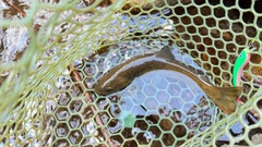 ヤマトイワナの釣果