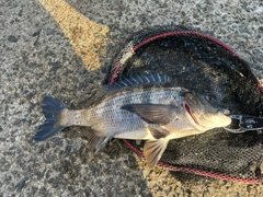 チヌの釣果