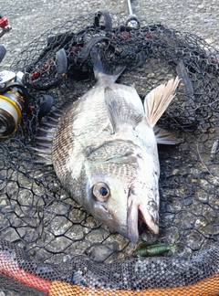 チヌの釣果