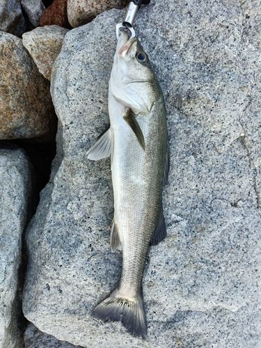 セイゴ（マルスズキ）の釣果