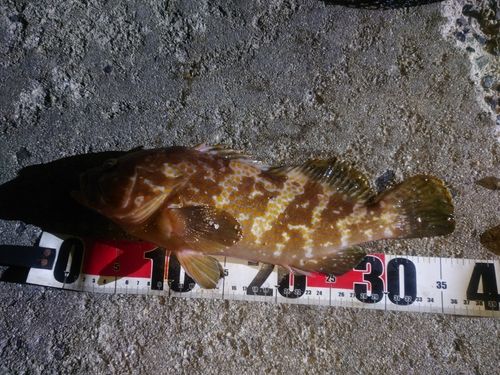 アコウの釣果