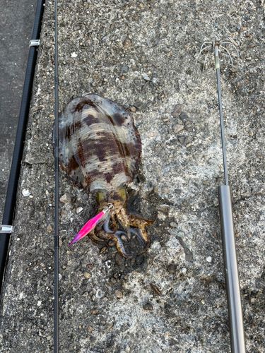 アオリイカの釣果