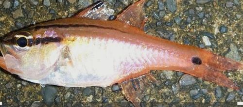 ネンブツダイの釣果