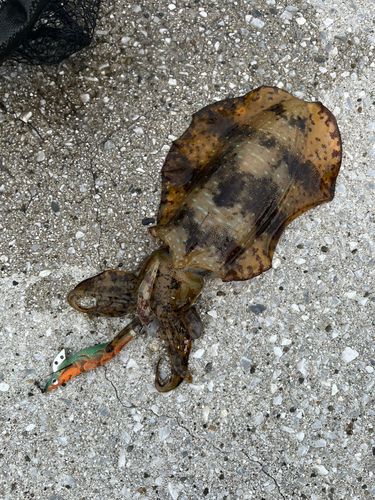 アオリイカの釣果