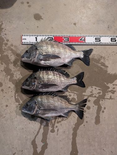 チヌの釣果