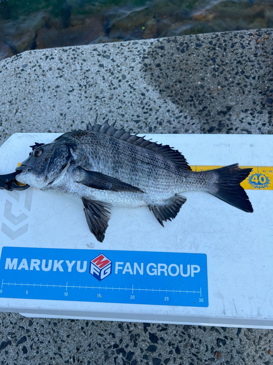 DAIWA 18銀狼唯牙 AGS 0号-53の最安値・インプレ・釣果 | 本音の口コミ