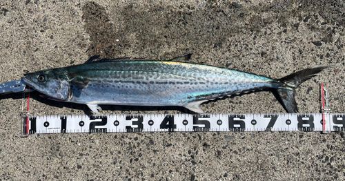 サワラの釣果