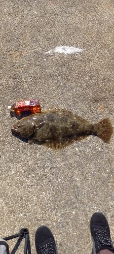 ヒラメの釣果