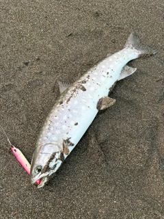 アメマスの釣果
