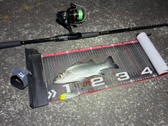 ヒラスズキの釣果