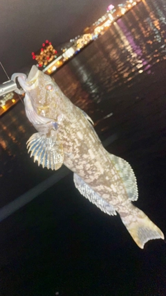 アイナメの釣果