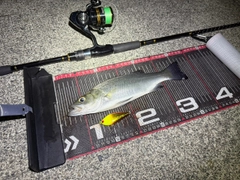 ヒラスズキの釣果