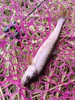 釣果
