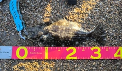 ヒラメの釣果
