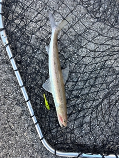 エソの釣果