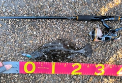 ヒラメの釣果