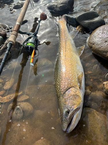 アメマスの釣果