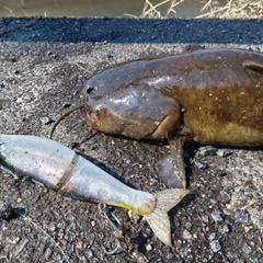 ナマズの釣果
