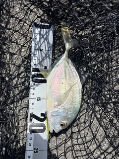ロウニンアジの釣果