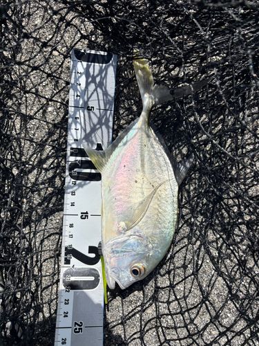 ロウニンアジの釣果