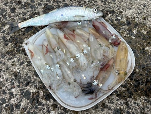マメイカの釣果